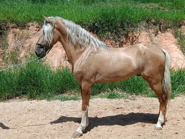 Cavalo é atropelado em rodovia na região nordeste de Belo Horizonte - Minas  Gerais - R7 Balanço Geral MG