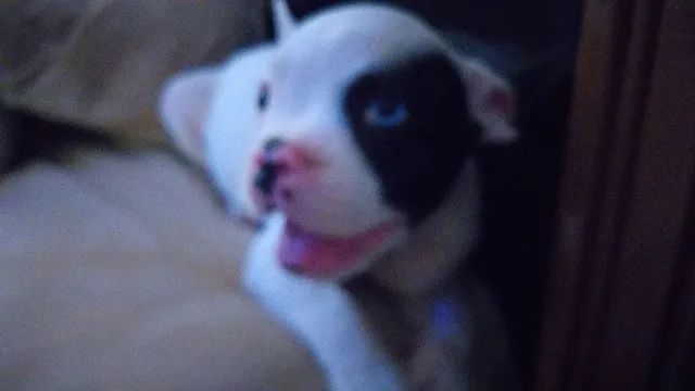 Buldog  francês  filhote - Foto 2