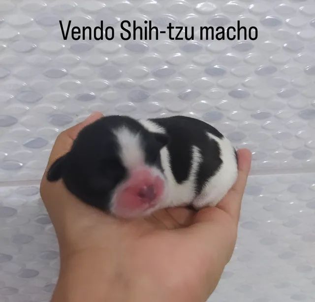 Vendo Shih-tzu. - Foto 2