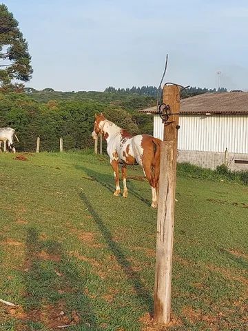 Égua frente aberta, mansa - Cavalos e acessórios - Pachecos, Palhoça  1252773521