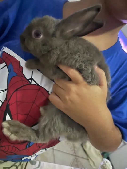 coelho mini netherland - Foto 2