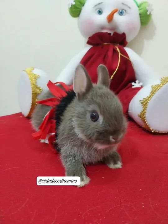 coelhinho Anão Netherland Dwarf- menor coelho do mund