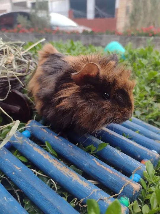 Porquinho da índia  - Foto 2