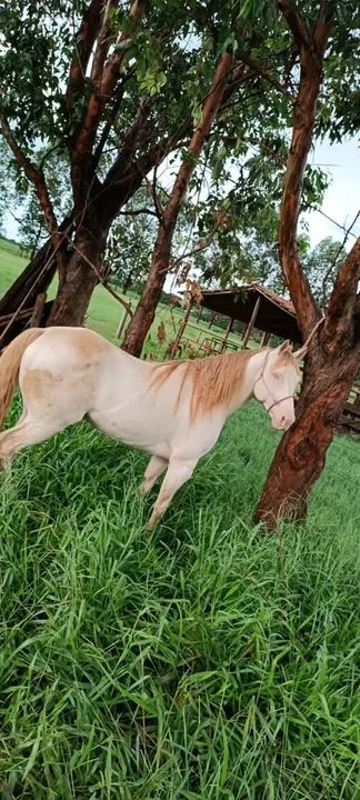 Cavalo QM Palomina  - Foto 6