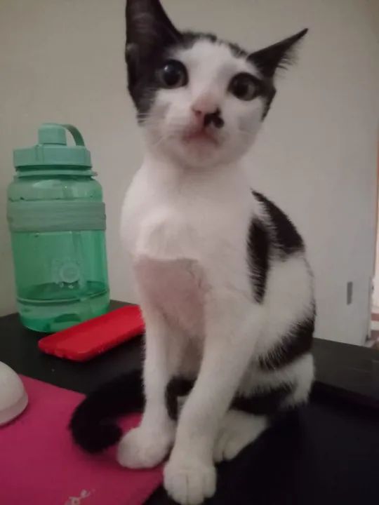 Gatinha Branca e Preto para Adoção