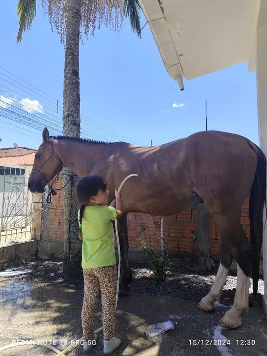 Cavalo crioulo ! Vendo, troco por algo do meu interesse e aceito proposta! Aceito cartão - Foto 4
