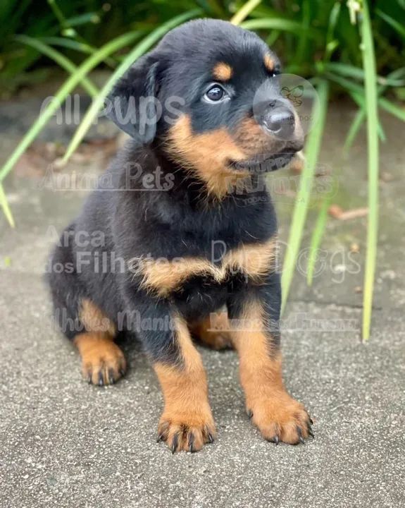 Rottweiler Cabeça de Touro a pronta retirada, ainda hoje 119-727.277-78 - Foto 2
