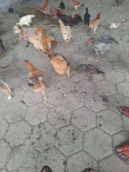 Filhotes de porco para venda - Foto 5