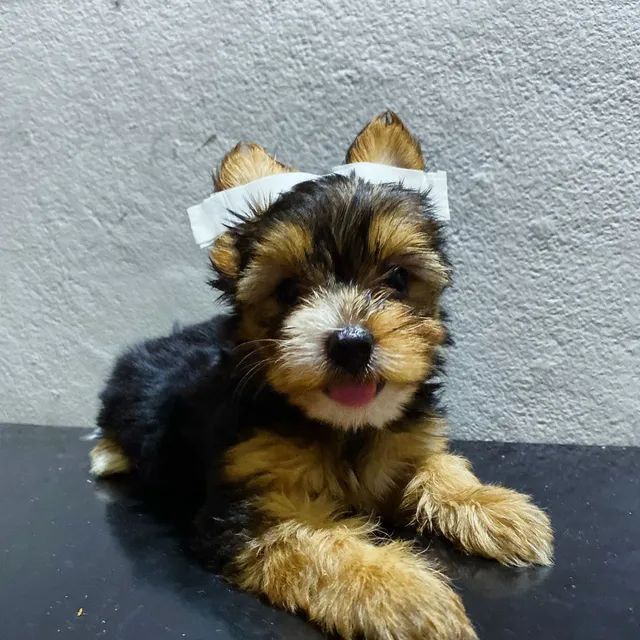 O Majestoso Cachorro São Bernardo - Portal Bichos Amigos