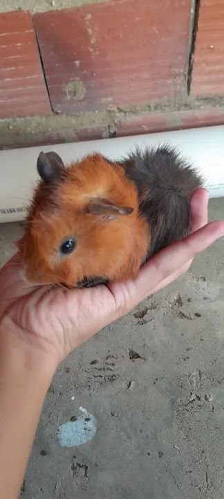 Porquinhas da índia 