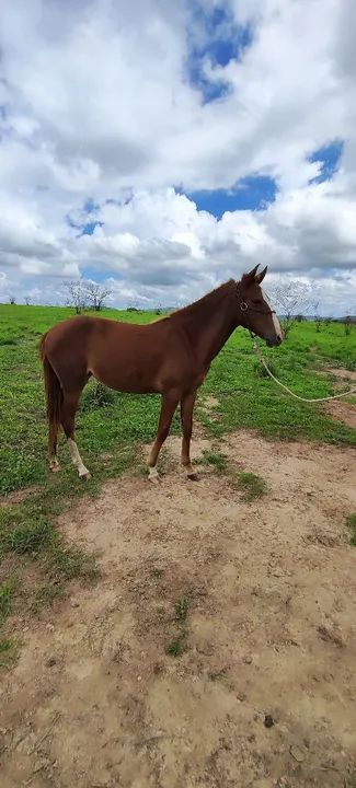 Potra Mangalarga Marchador - Foto 6