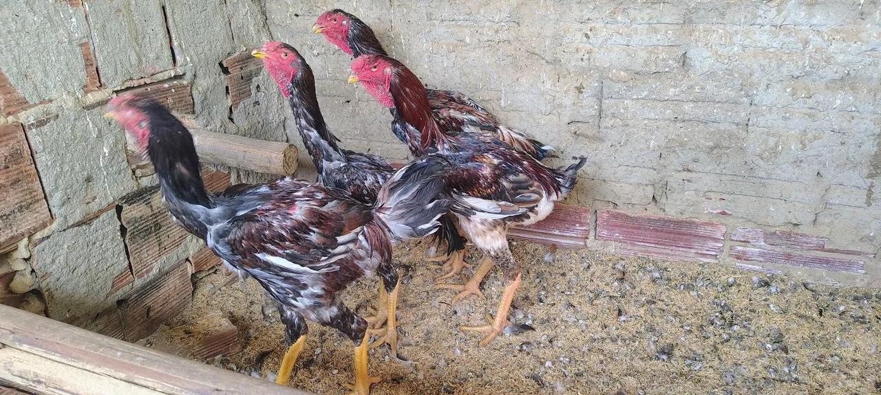 Frangos índio gigante 