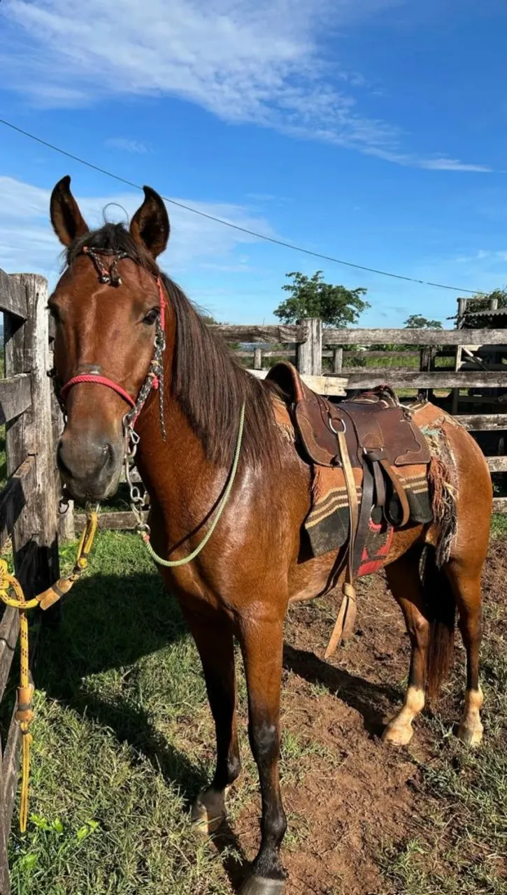 Cavalo à venda