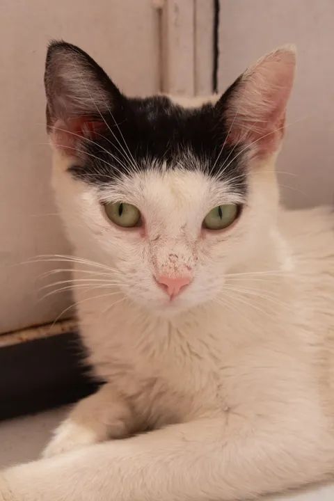 Lar seguro e telado para Franjudinha - Foto 2