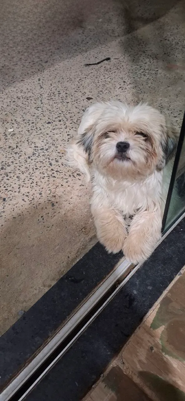 Shih Tzu adorável à procura de um lar!