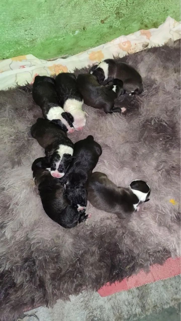 Filhotes de Pitbull - Foto 2