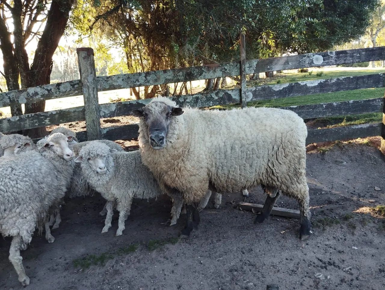 Egua e  um carneiro sulfok - Foto 2