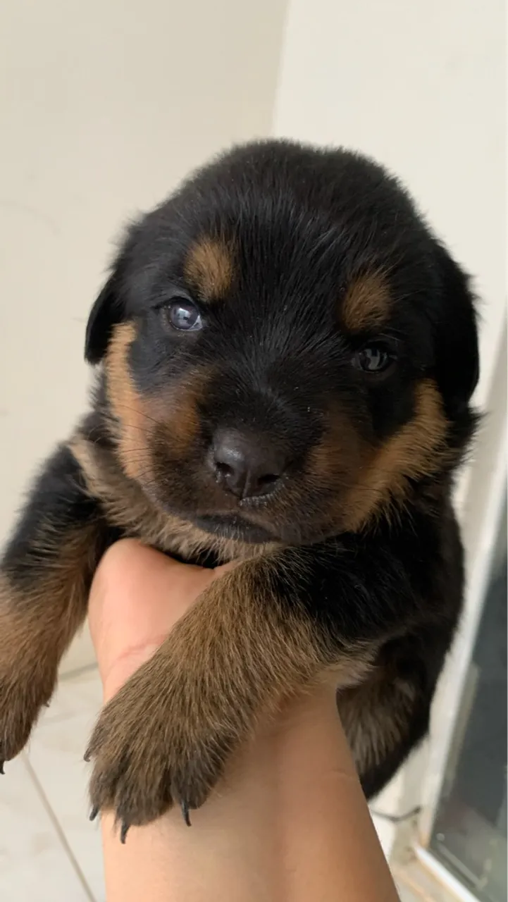 Filhotes de Rottweiler puros