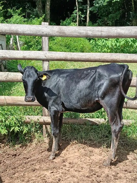 Novilha jersolanda - Foto 3