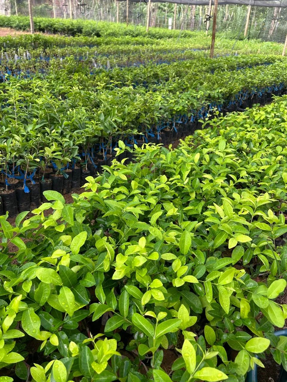 Mudas de acerola - Foto 6