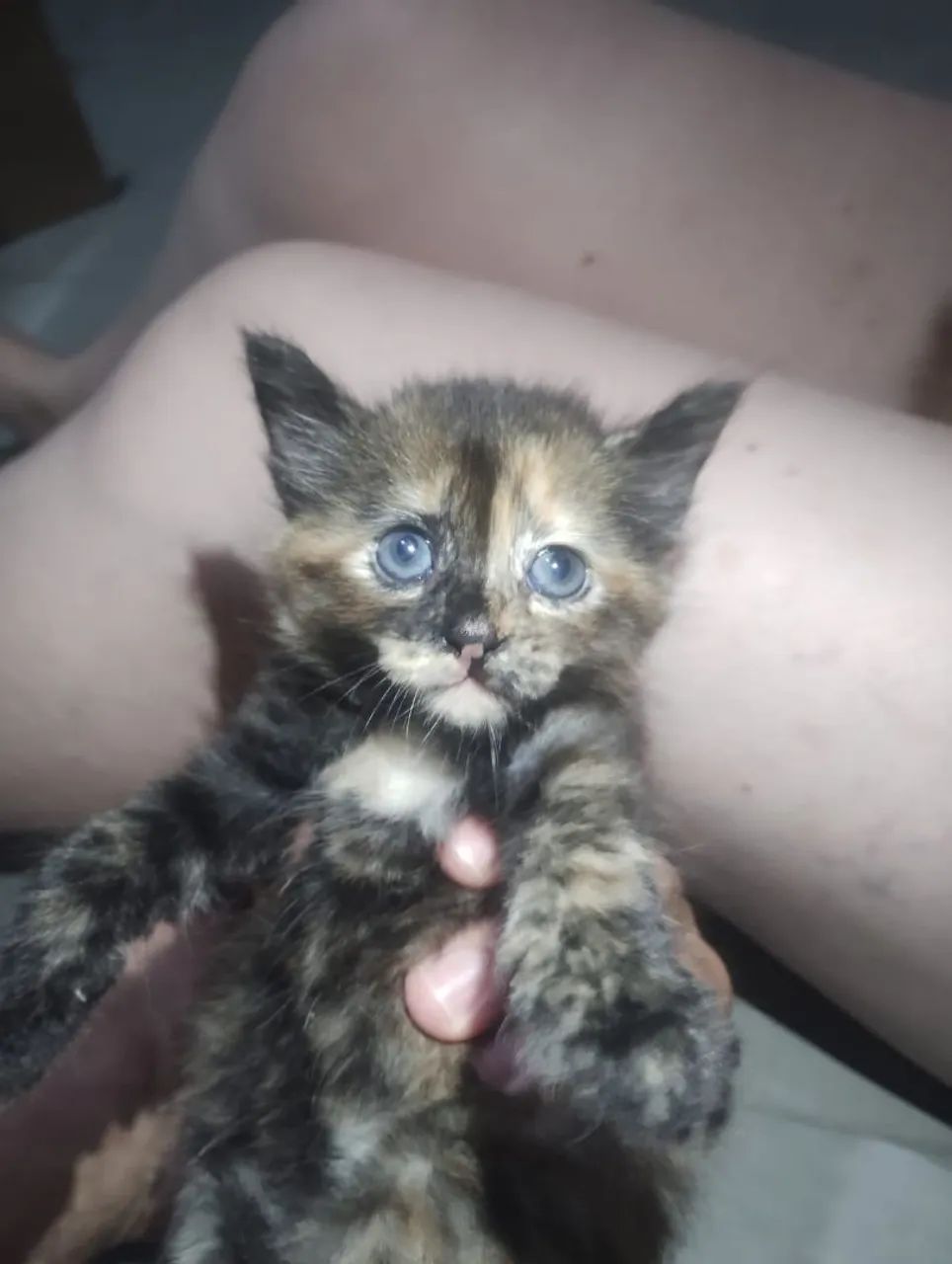 Gatinhos lindos para adoção responsável  - Foto 2