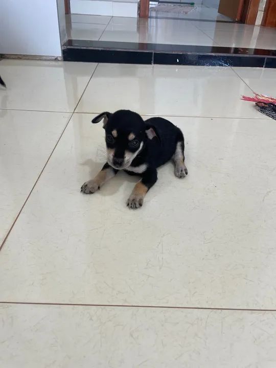 Para adoção responsável  - Foto 4