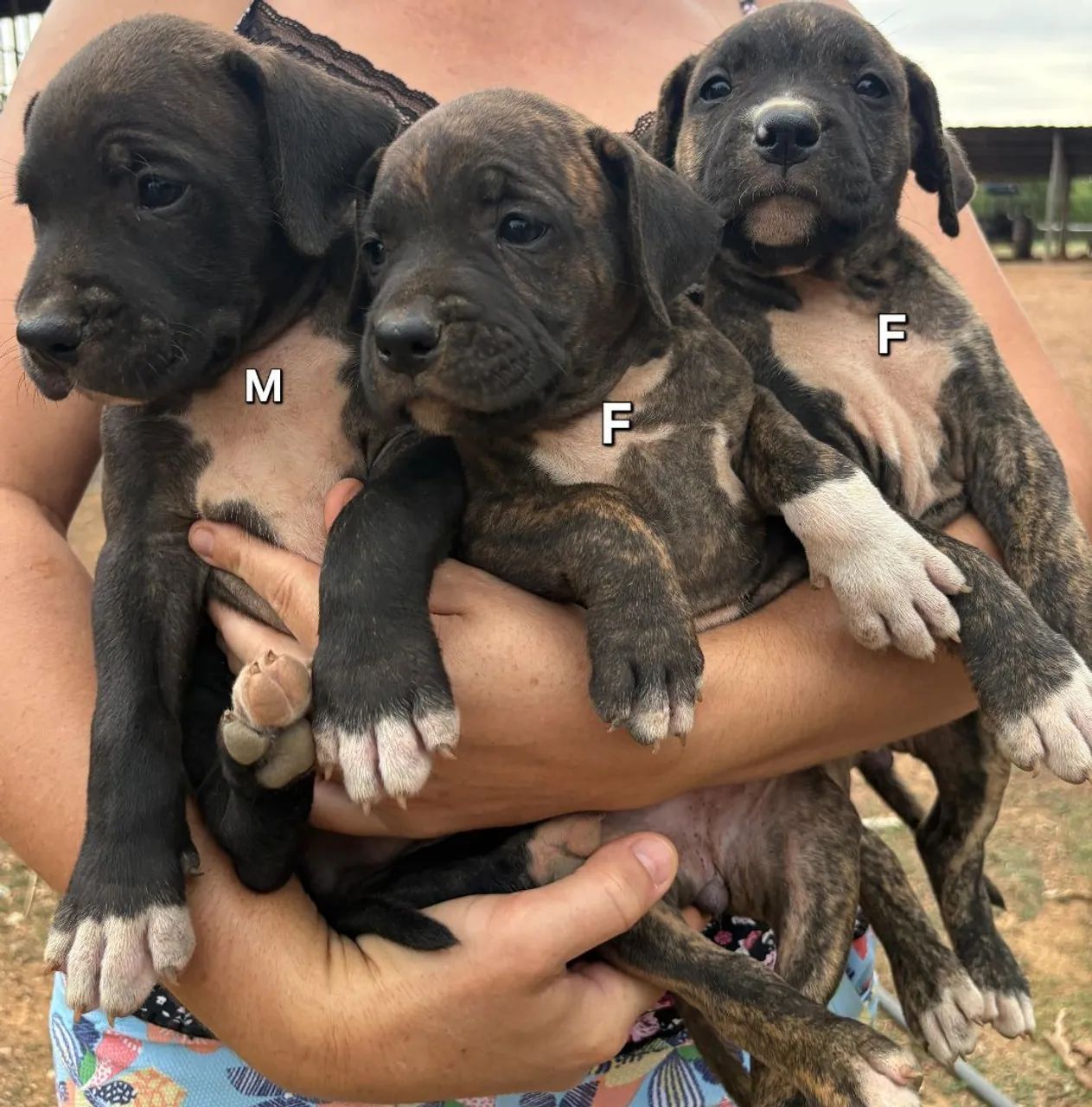 Filhotes de Boxer com Pitbull  - Foto 3