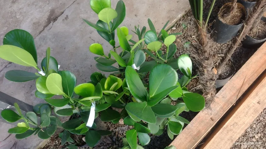 Vendes-se Muda De Clúsia - Ideal Para Jardins