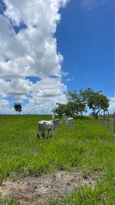 4 bezerros Nelore recém desmamados pra vender!  - Foto 3