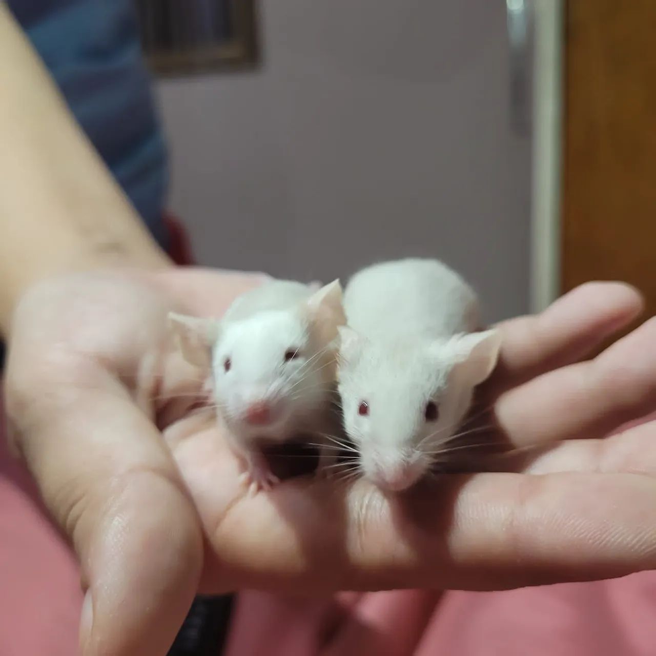 Camundongos domésticos - Foto 3