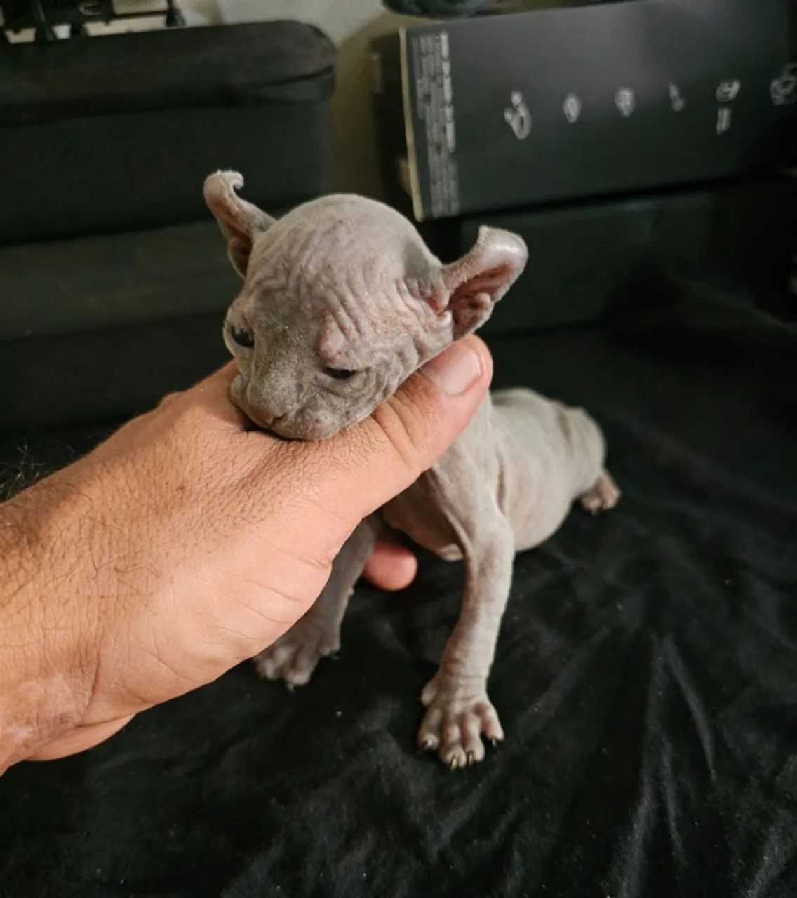 sphynx elf femea - Foto 3