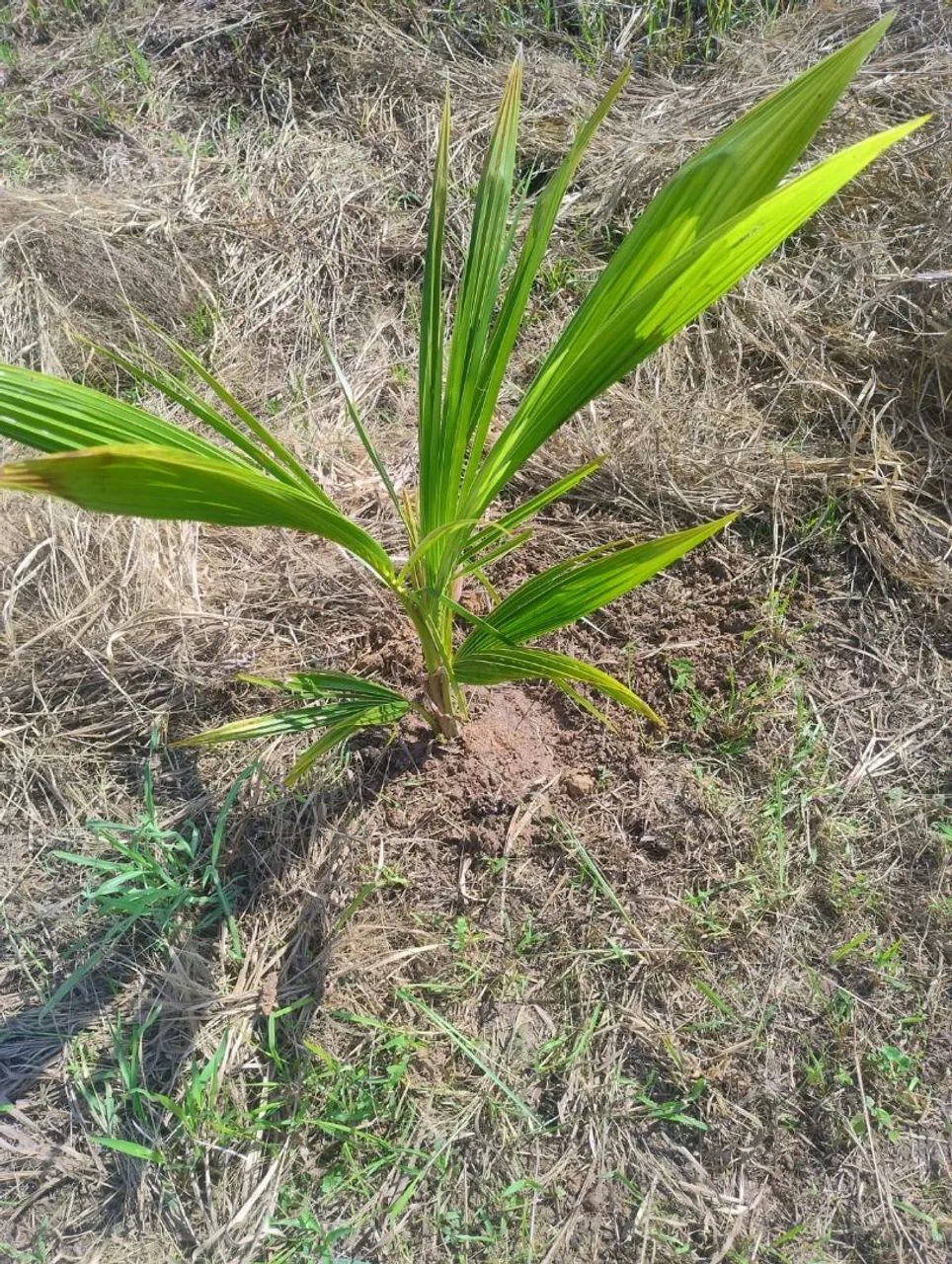 Terreno vila acre  - Foto 5
