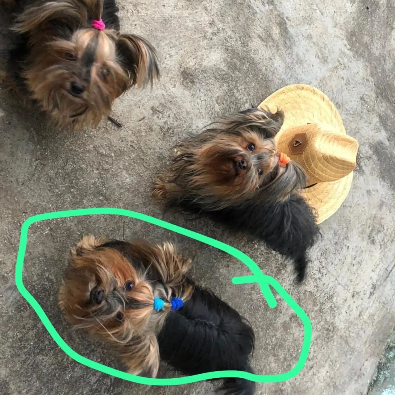 Yorkshire Terrier Filhote - Foto 2