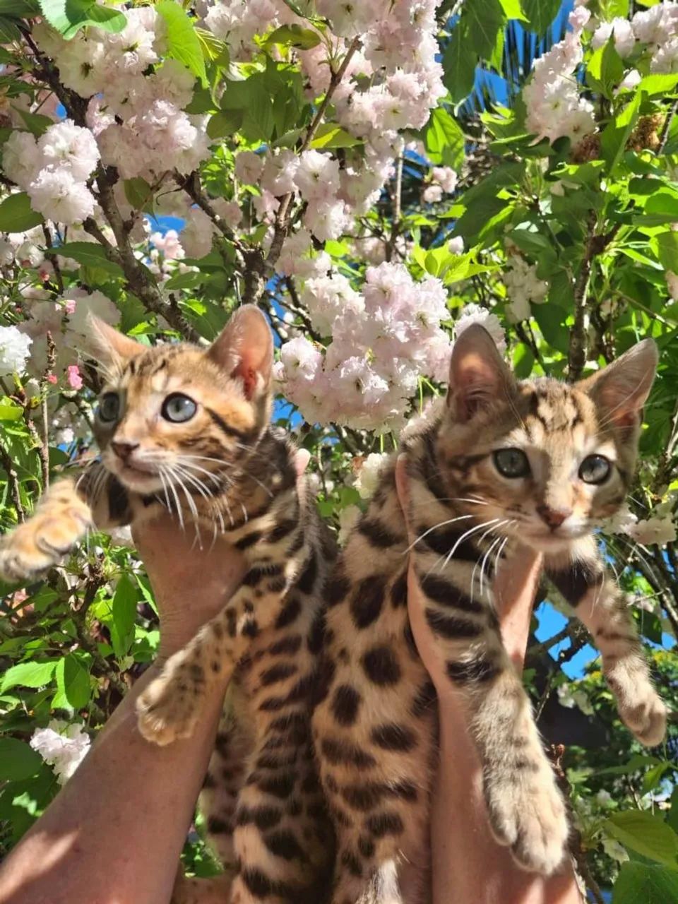 Bengal Available 64166870643970120