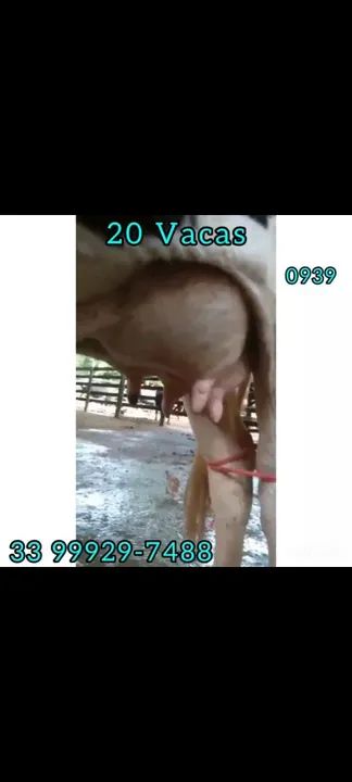 20 Vacas  - Foto 4