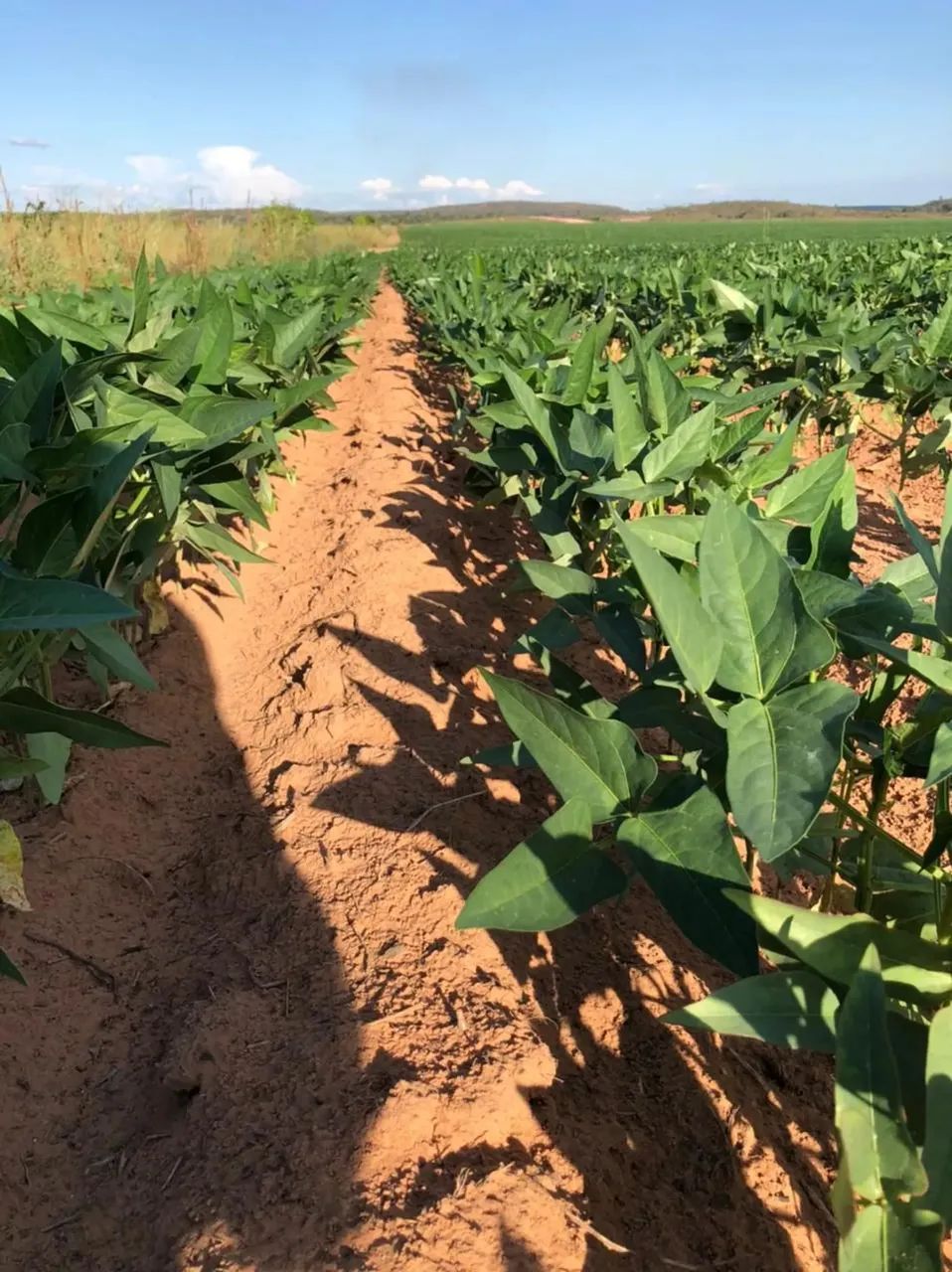 Fazenda á venda com 424 alqueires - Palmas - TO - Foto 2