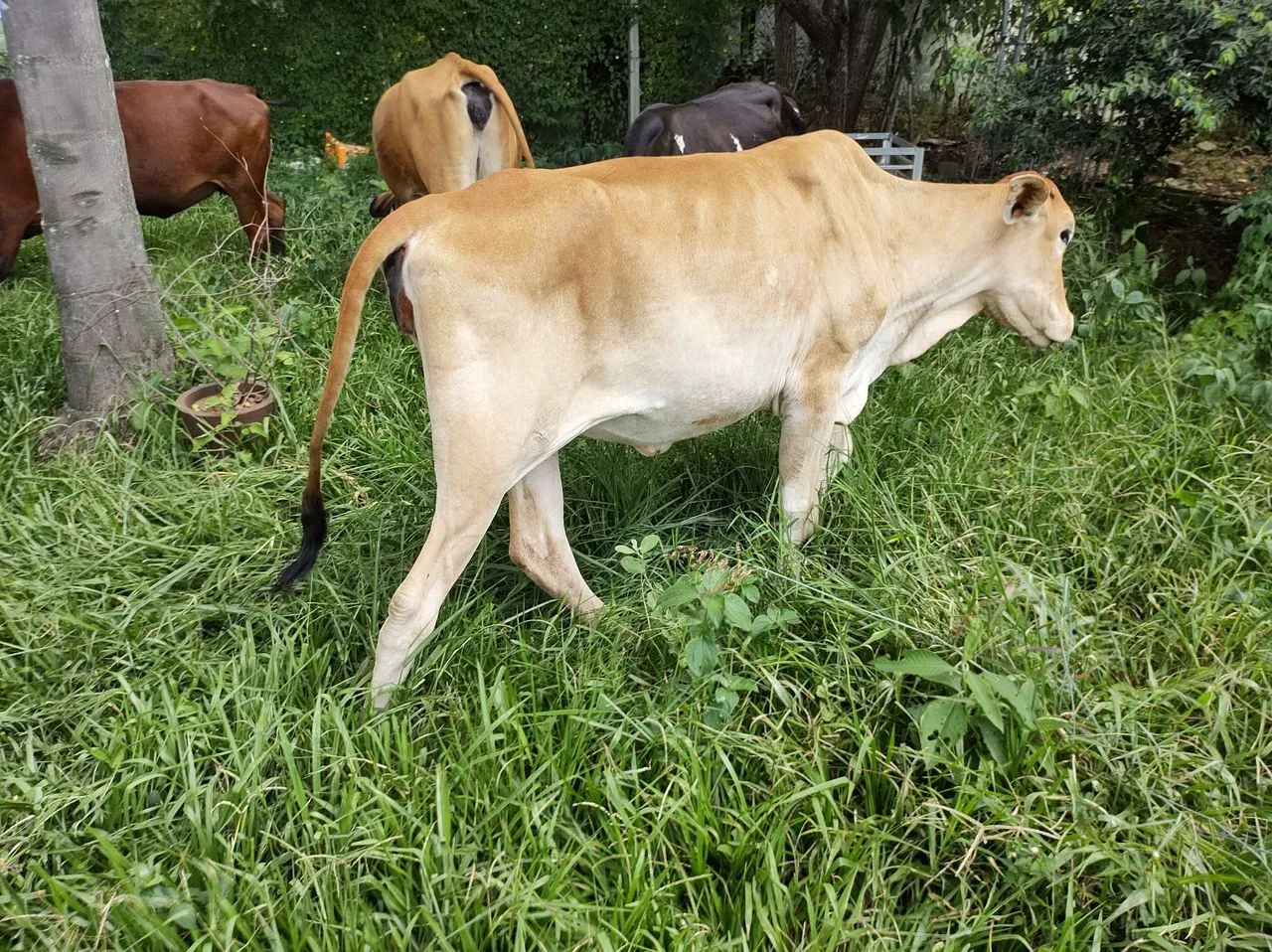 Vaca Novilha Bezerra  - Foto 4