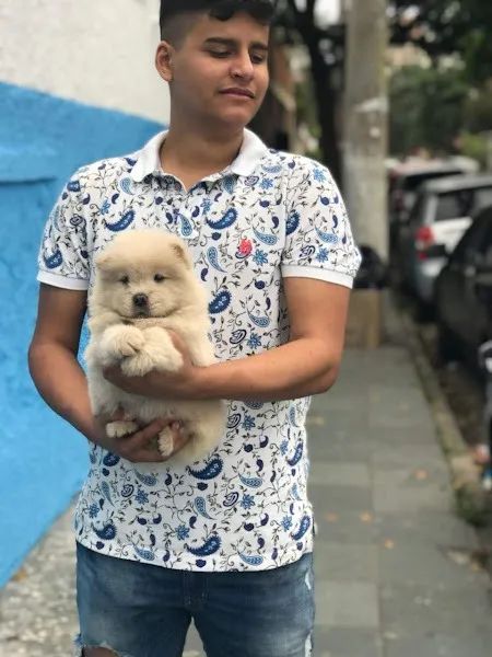 Chow Chow os mais saudaveis e legetimos pacotinhos de amor 