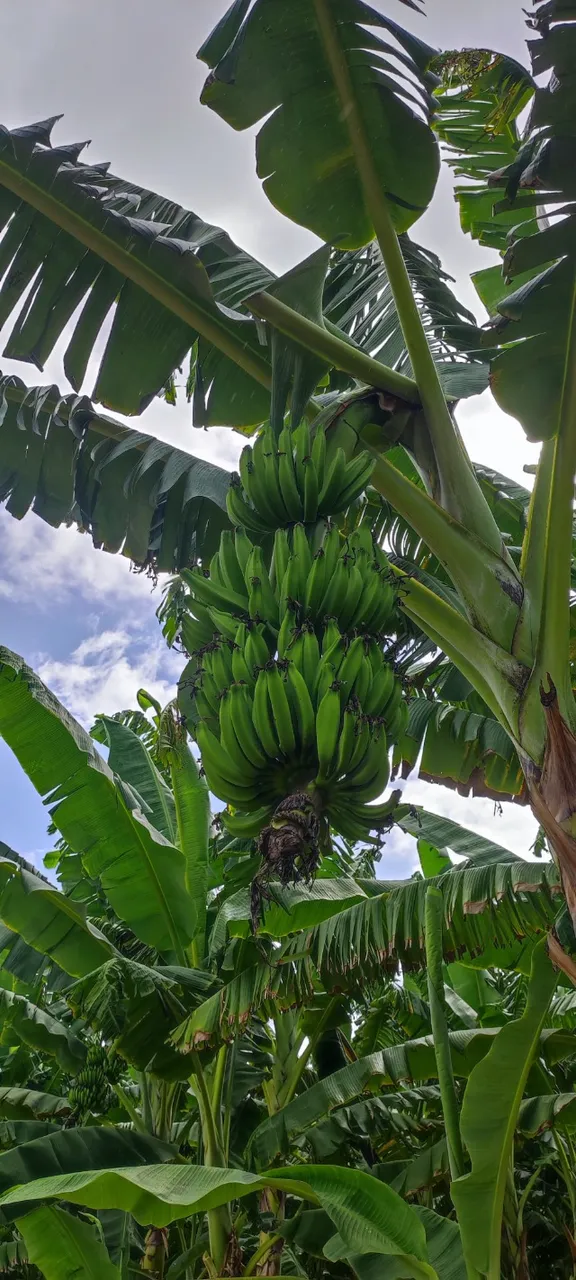 Vendo bananas em quantidade!