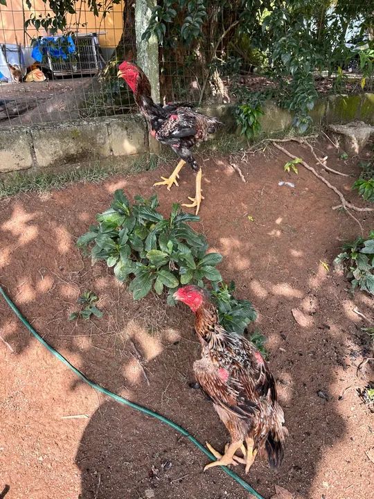 Casal de Índio Gigante - Crista Bola - Foto 3