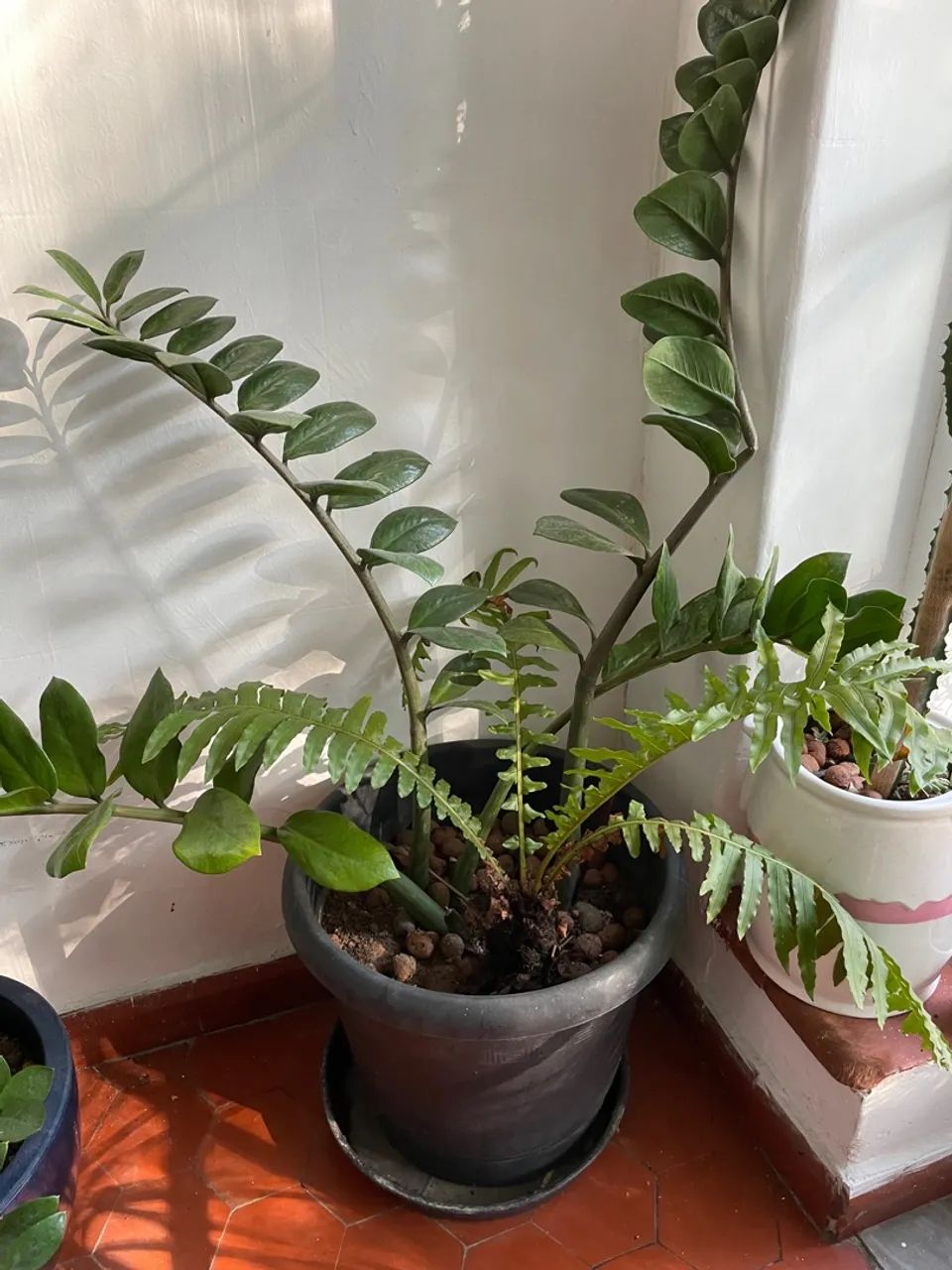 Vasos de plantas ornamentais para decoração - Foto 4