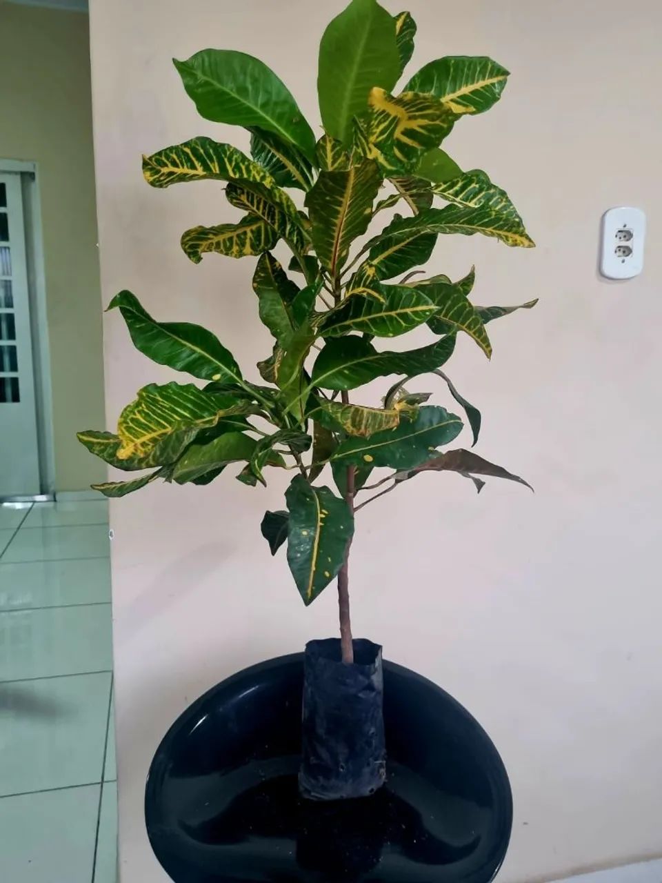 Planta Ornamental - Croton - Foto 2