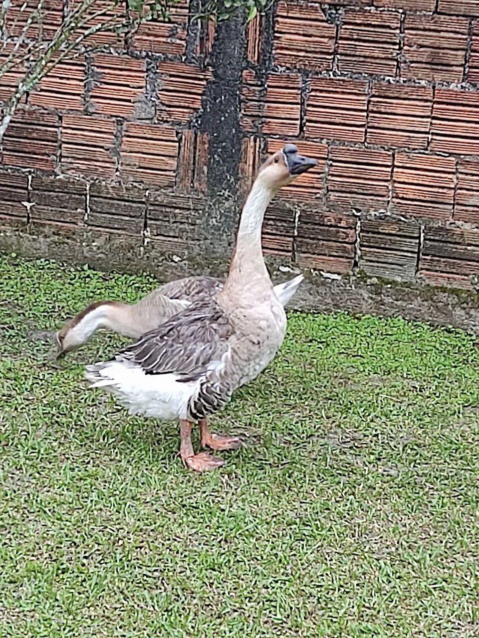 Casal ganso chinês  - Foto 2