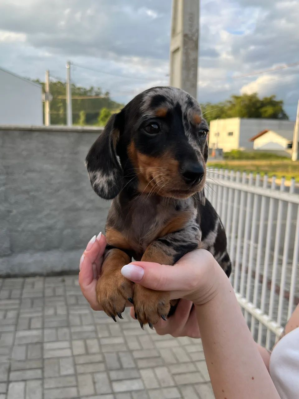Dachshund Salsicha cofap  - Foto 3