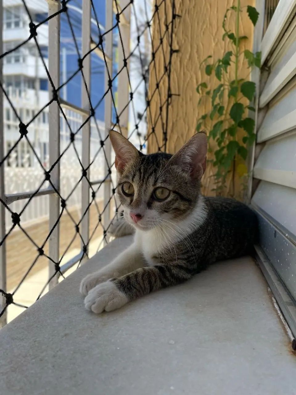 Gato adoção responsável  - Foto 2