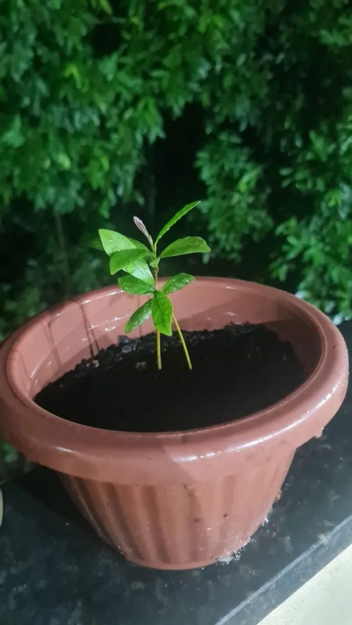 Mudas fruta do milagre - Foto 2