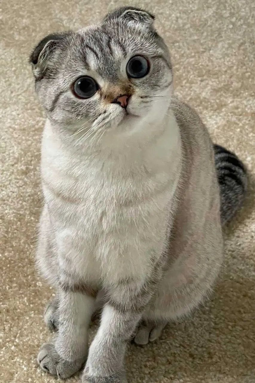 Scottish Fold - Saudáveis e Vacinados - Foto 2
