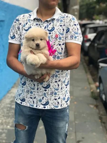Chow Chow os mais saudaveis e legetimos pacotinhos de amor  - Foto 3