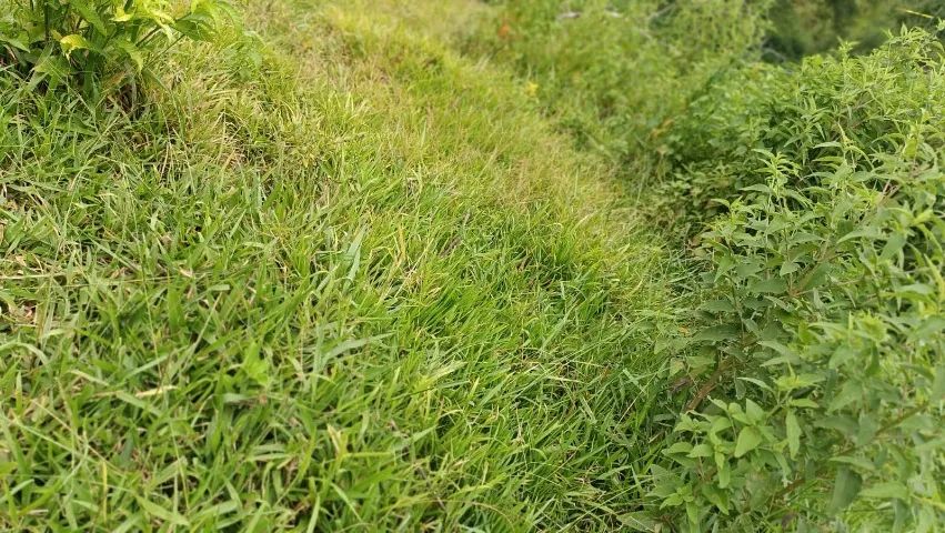 Ótimo sítio venda em São João Nepomuceno MG.  - Foto 11