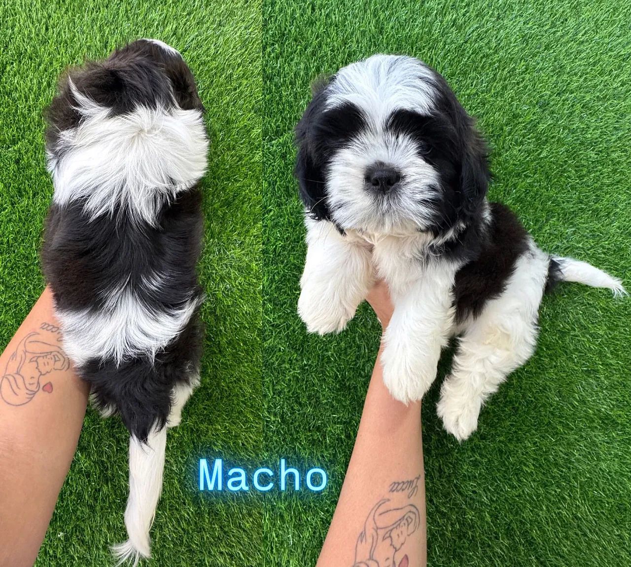 Shihtzu  macho 